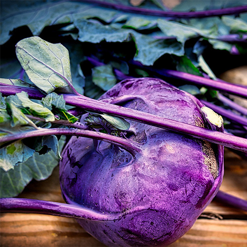 Saat & Gut BIO-Kohlrabi Delikateß blauer