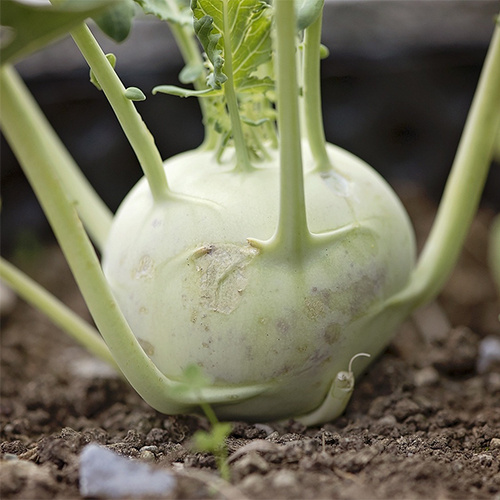 Saat & Gut BIO-Kohlrabi Delikateß weißer