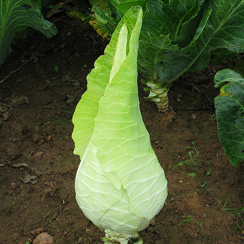 Saat & Gut BIO-Spitzkohl Filderkraut