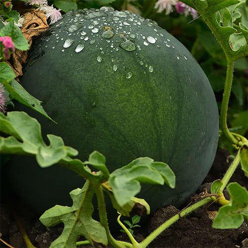 Saat & Gut BIO-Wassermelone Sugar Baby