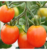 Saat & Gut BIO-Cherrytomate Trixi KS