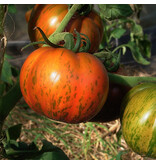 Saat & Gut BIO-Fleischtomate Black Zebra