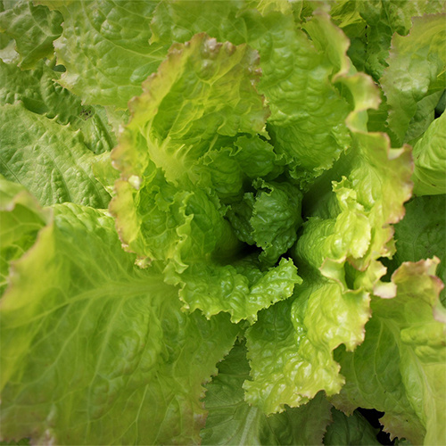 Saat & Gut BIO-Eissalat Grazer Krauthäuptel 2