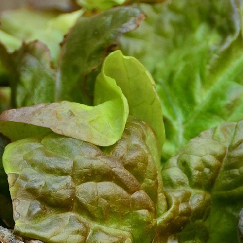 Saat & Gut BIO-Pflücksalat Cracovienis