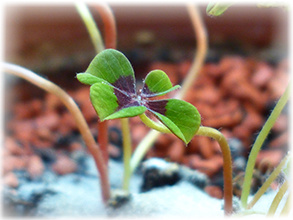 Glücksklee Vierblättrig