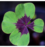 Saat & Gut Glücksklee 4-blättriges Kleeblatt