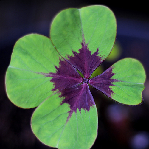 Saat & Gut Glücksklee 4-blättriges Kleeblatt