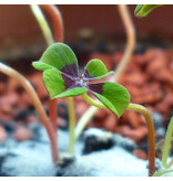 Saat & Gut Glücksklee 4-blättriges Kleeblatt