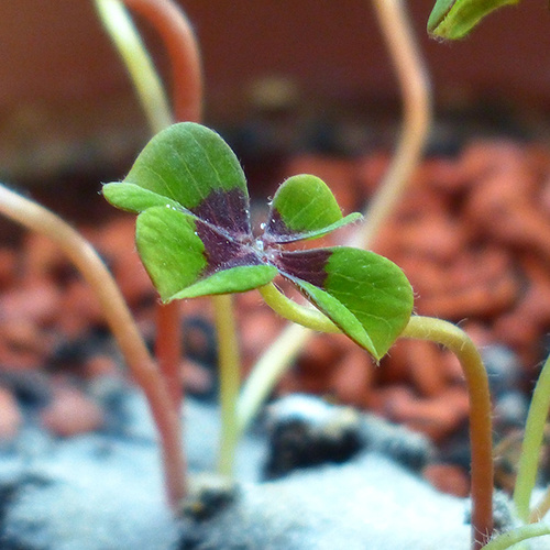 Saat & Gut Glücksklee 4-blättriges Kleeblatt