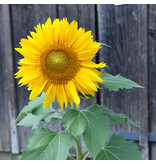 Saat & Gut BIO-Sonnenblume Sunspot