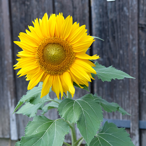 Saat & Gut BIO-Sonnenblume Sunspot