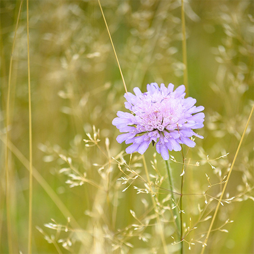 Saat & Gut BIO-Acker-Witwenblume