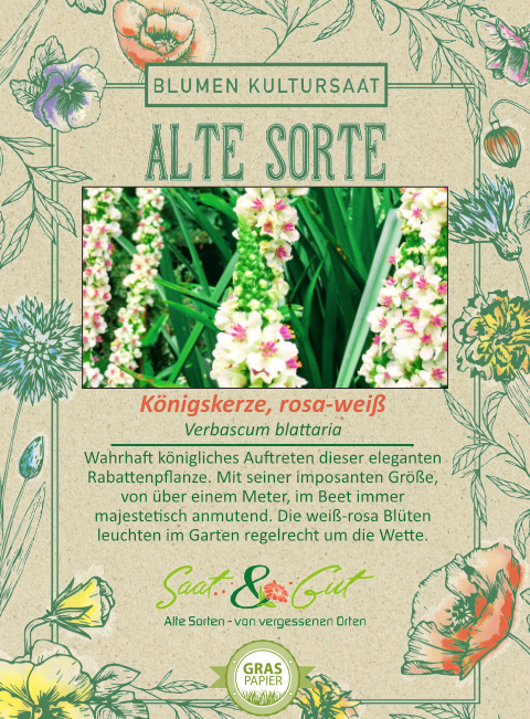 Saat & Gut BIO-Königskerze rosa-weiß