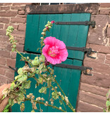 Saat & Gut BIO-Stockrose rosa-rot