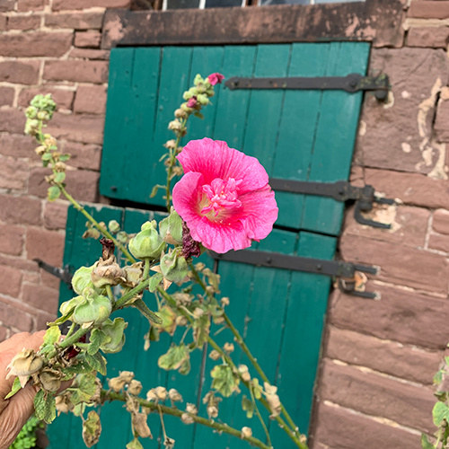 Saat & Gut BIO-Stockrose rosa-rot