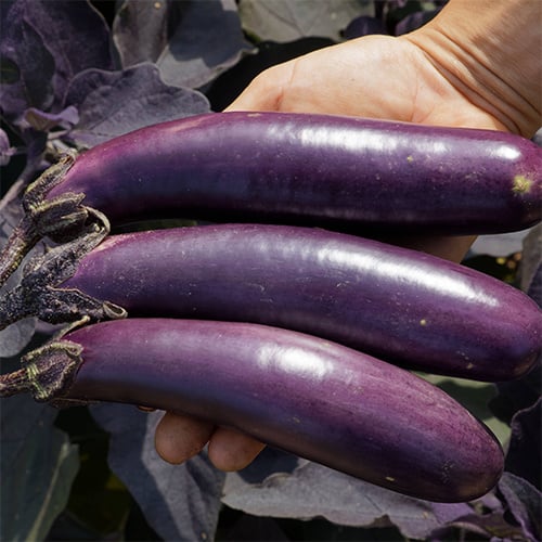 Saat & Gut BIO-Aubergine Slim Jim