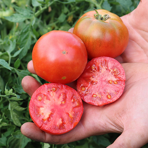 Saat & Gut BIO-Fleischtomate Silbertanne