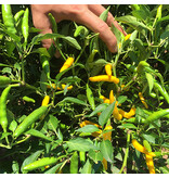 Saat & Gut BIO-Chili Sipka Zitronen