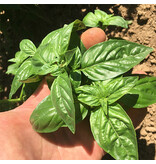 Saat & Gut BIO-Basilikum Sonja