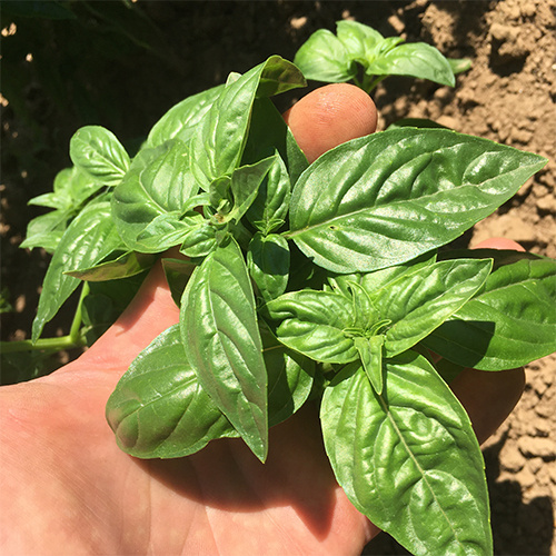 Saat & Gut BIO-Basilikum Sonja