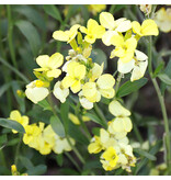 Saat & Gut BIO-Dotterlack 'Primrose Dame'