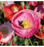 Saat & Gut BIO-Mohn 'von Reconvilier'