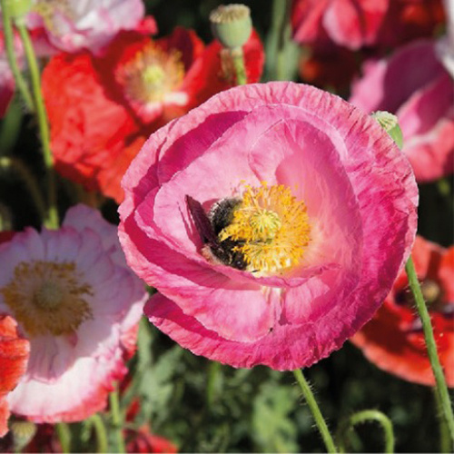 Saat & Gut BIO-Mohn 'von Reconvilier'