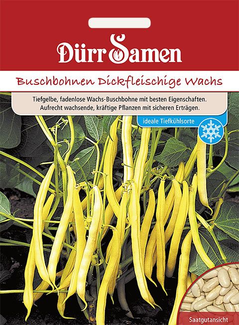 Buschbohnen Gelbe Wachs - Saat & Gut