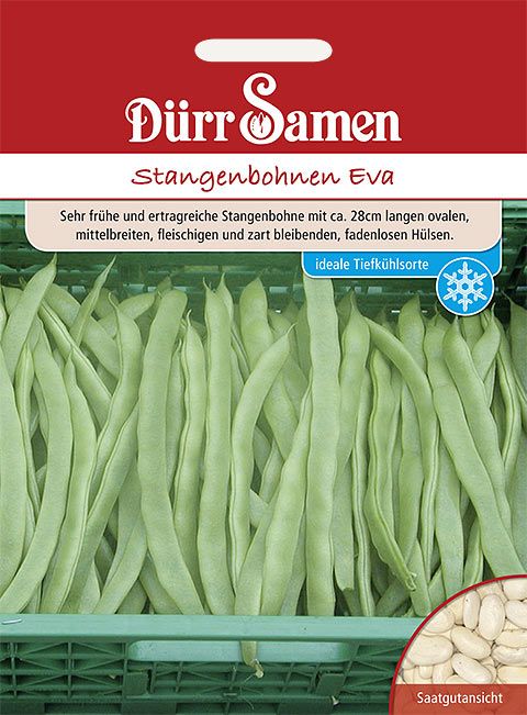 Dürr Samen Stangenbohnen  Eva