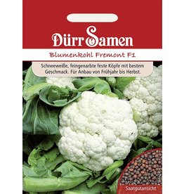 Dürr Samen Blumenkohl  Fremont F1