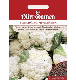 Dürr Samen Blumenkohl Herbstriesen