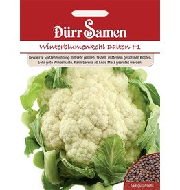 Dürr Samen Blumenkohl  Dalton F1