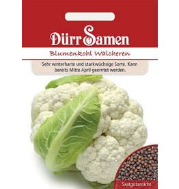 Dürr Samen Blumenkohl Walcheren