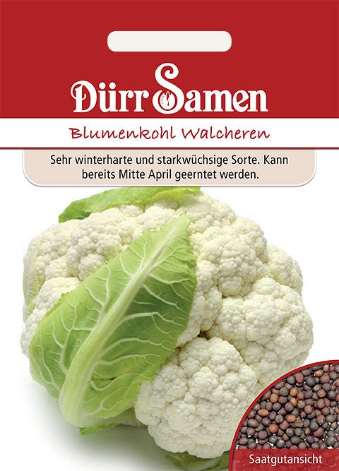 Dürr Samen Blumenkohl Walcheren