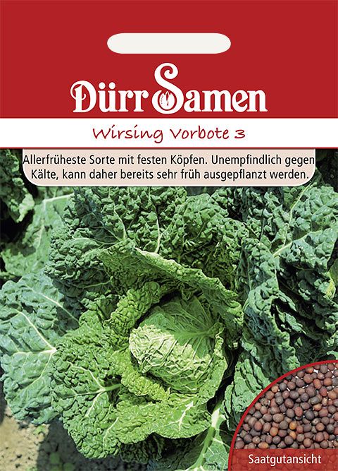 Dürr Samen Wirsing  Vorbote