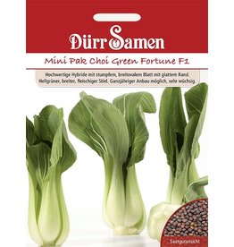 Dürr Samen Asia-Salat  Green Fortune F1