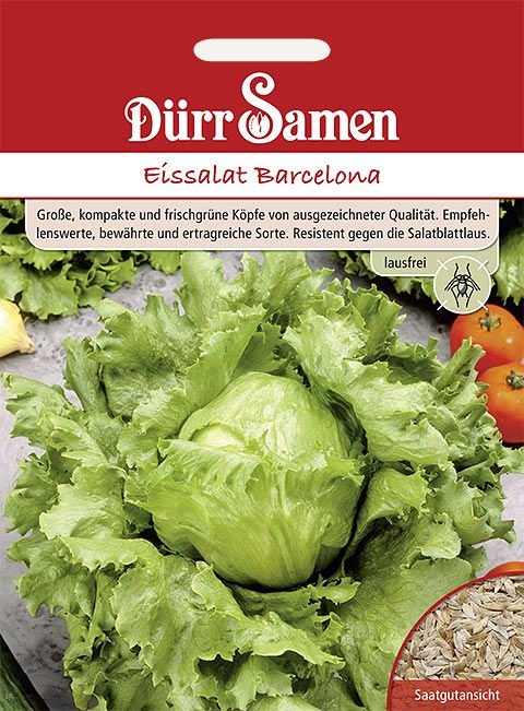 Dürr Samen Eissalat  Barcelona, lausfrei