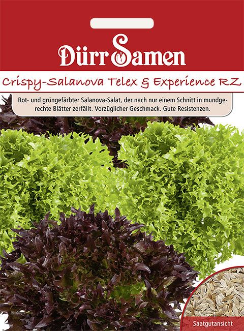 Dürr Samen Crispy-Salanova  Telex + Experience RZ