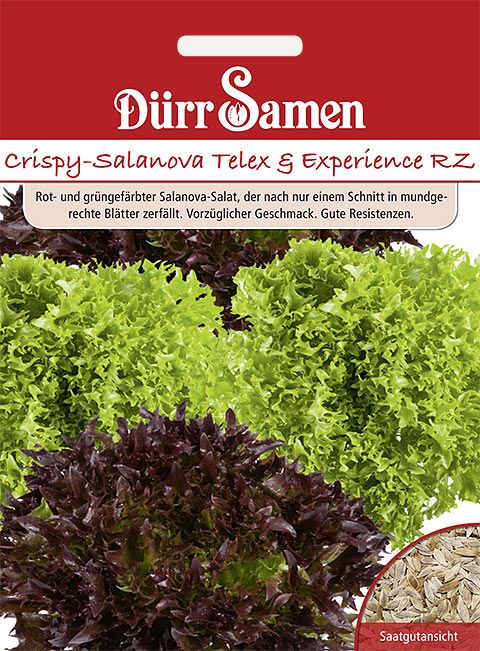 Dürr Samen Crispy-Salanova  Telex + Experience RZ