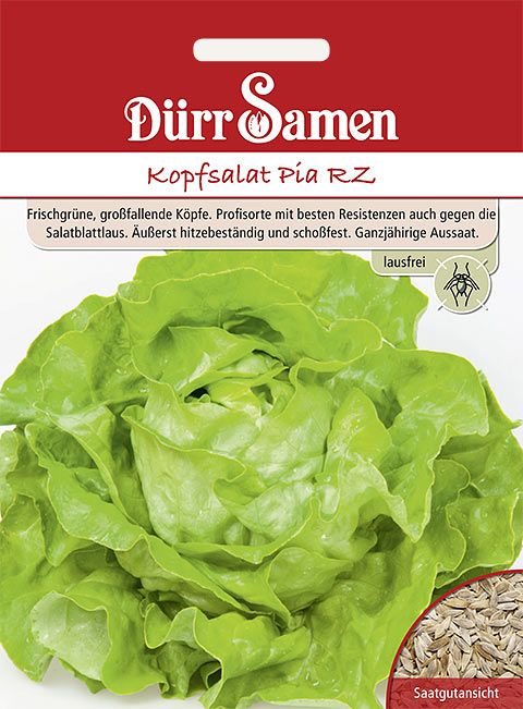 Dürr Samen Kopfsalat  Pia RZ