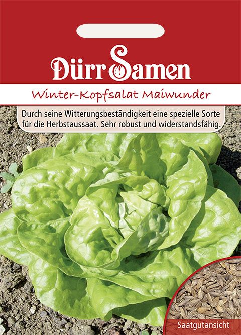 Dürr Samen Kopfsalat  Winter-Maiwunder
