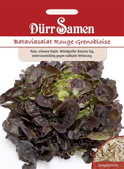 Dürr Samen Bataviasalat  Rouge Grenobloise