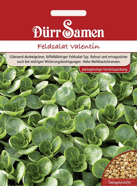 Dürr Samen Feldsalat  Valentin (Vorteilspackung)