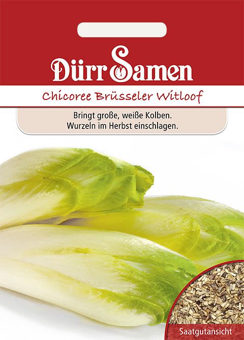Dürr Samen Zichoriensalat  Chicoree Brüsseler Witloof