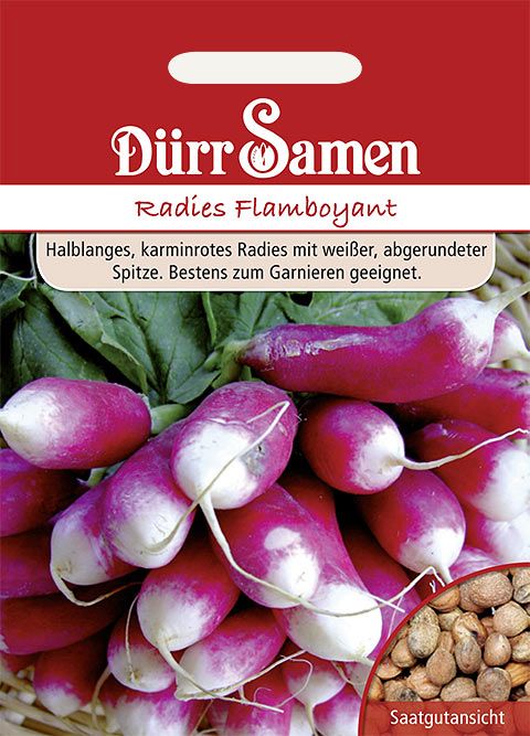 Dürr Samen Radies Flamboyant