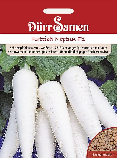 Dürr Samen Rettich  Neptun F1