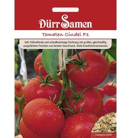 Dürr Samen Tomaten  Cindel F1