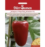 Dürr Samen Jalapeno-Paprika  Jalastar F1