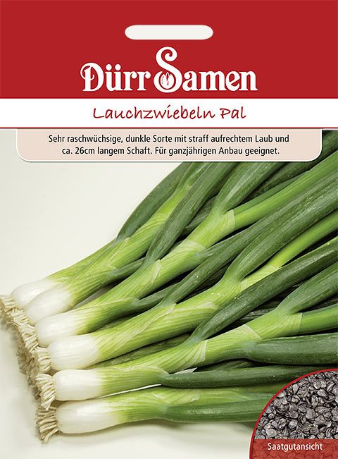 Dürr Samen Lauchzwiebeln  Pal