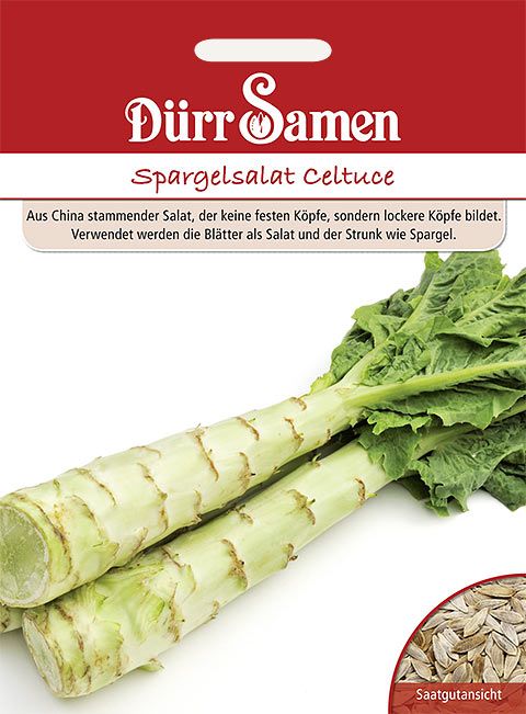 Dürr Samen Spargelsalat  Celtuce